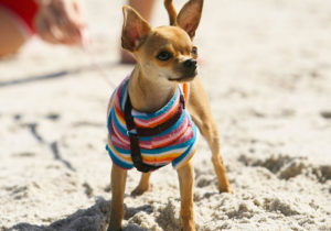 GRUPO 9, Cães de Companhia, Toys, Chihuahua,