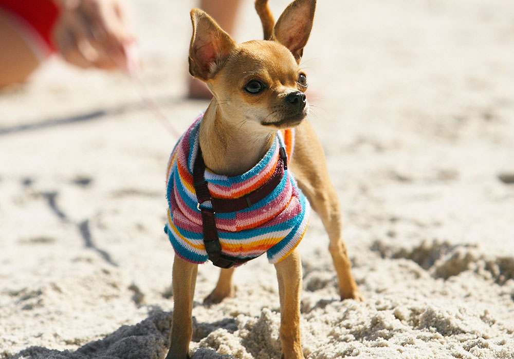 GRUPO 9, Cães de Companhia, Toys, Chihuahua,