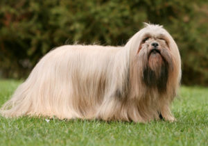 GRUPO 9 - Continuação - Cães de Companhia e Toys - Lhasa Apso