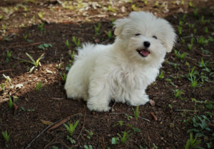 GRUPO 9 - Continuação - Cães de Companhia e Toys - Maltês