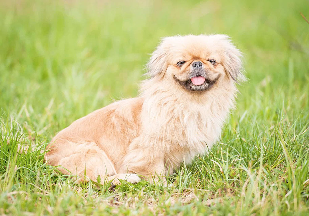 GRUPO 9 - Continuação - Cães de Companhia e Toys - Pequinês