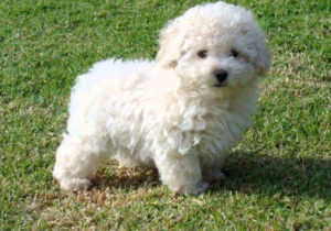 GRUPO 9 - Continuação - Cães de Companhia e Toys - Poodle