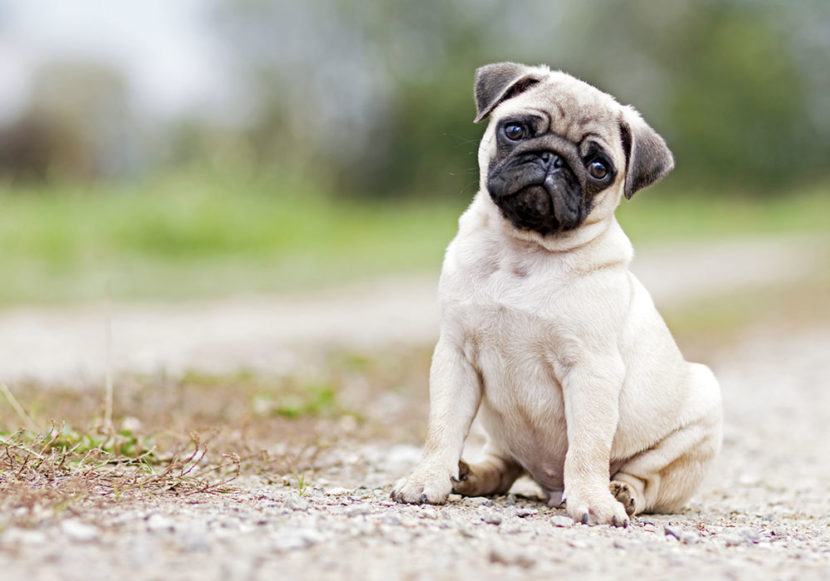 GRUPO 9 - Continuação - Cães de Companhia e Toys - Pug