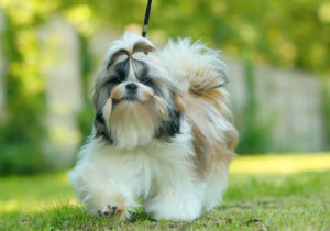 GRUPO 9 - Continuação - Cães de Companhia e Toys - Shih Tzu