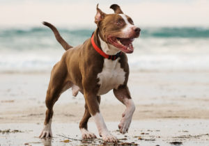 GRUPO 11 - American Pitt Bull Terrier
