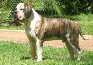 GRUPO 11 - Continuação e Final - Buldogue Campeiro