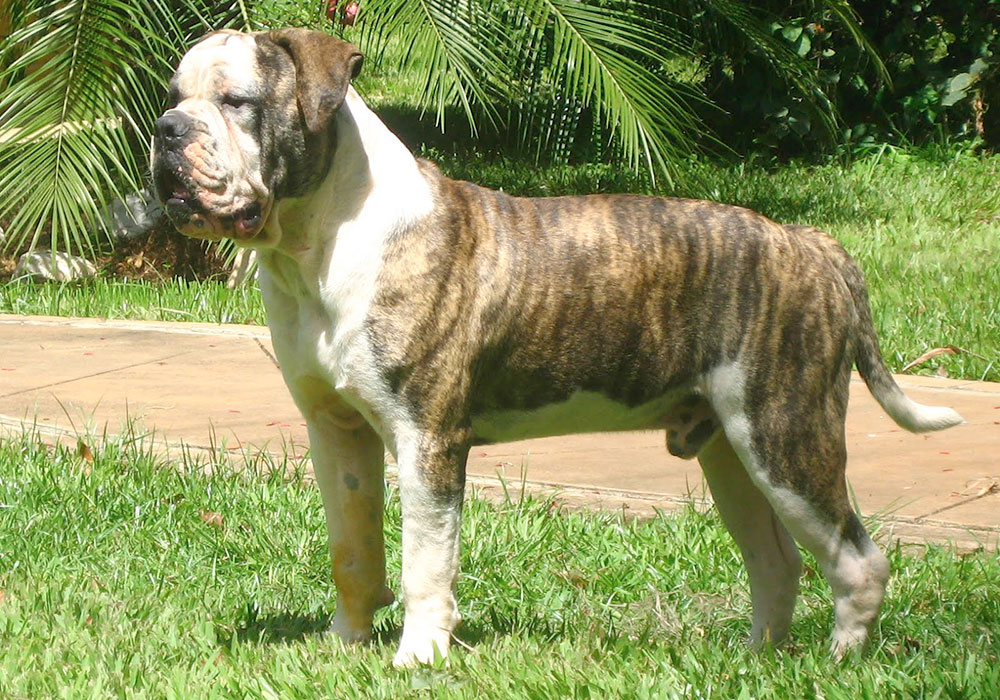 GRUPO 11 - Continuação e Final - Buldogue Campeiro