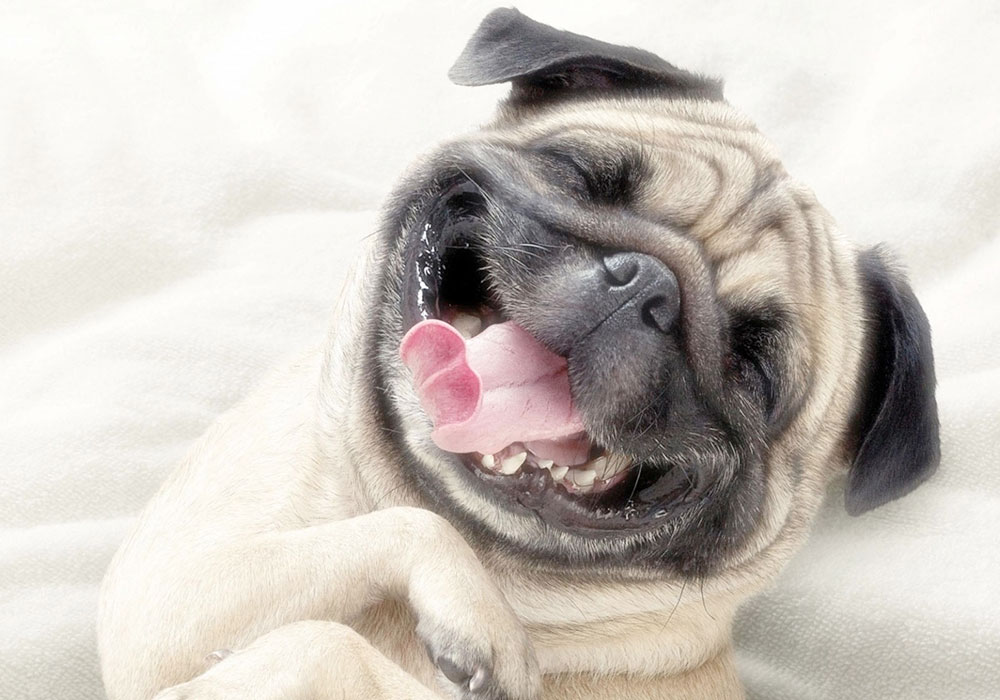 Higiene Oral Canina deve começar desde filhote, prevenindo assim o surgimento de problemas de saúde em animais ainda jovens.