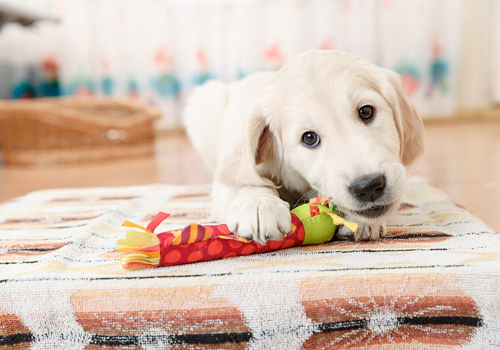 Como Manter uma boa higiene bucal Muitos tutores não tem o habito de checar os dentes de seus cães, menos de 10% dos cães estão com a saúde bucal em dia.