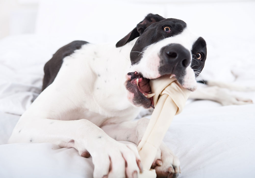 Posso dar osso ao meu cachorro? É importante estar ciente dos riscos associados a essa prática podem ser particularmente perigosos para os cães.