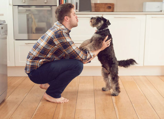 COMO FALAR COM CÃES - Se você já se perguntou como se comunicar melhor com os cães, você não está sozinho.