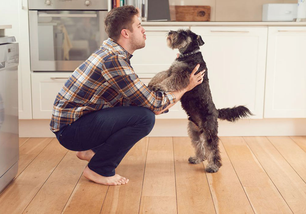 COMO FALAR COM CÃES - Se você já se perguntou como se comunicar melhor com os cães, você não está sozinho.