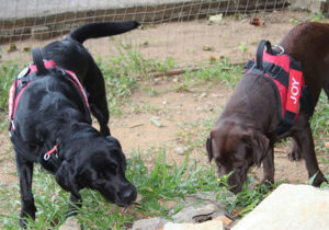 Cães farejadores de São Paulo ajudam nas buscas em Brumadinho Além dos bombeiros paulistas, o Estado também colabora com o envio de cães para o resgate.