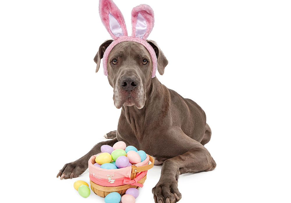 Cachorro pode comer chocolate? Não, cachorro NÃO pode comer chocolate. Assim como muitos alimentos que nós ingerimos, ele pode fazer muito mal aos cães.