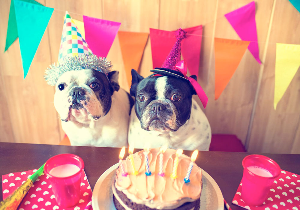 Como funciona a idade dos cachorros infelizmente, converter anos de cachorro para anos humanos não é tão simples assim.