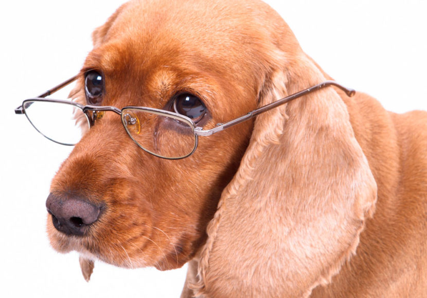 Cães da Terceira Idade, A definição de quando um cão é considerado idoso varia de acordo com o seu porte 40% dos cães vivem mais de 7 anos.