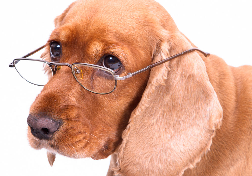 Cães da Terceira Idade, A definição de quando um cão é considerado idoso varia de acordo com o seu porte 40% dos cães vivem mais de 7 anos.