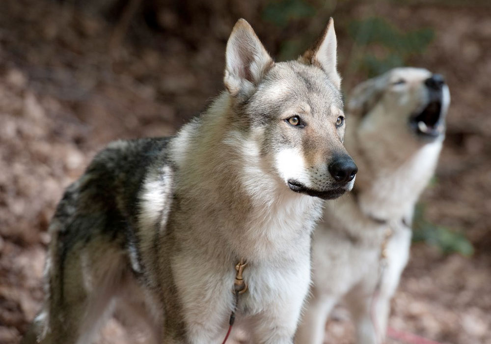 8 Fatos Selvagens Sobre Cão Lobo Se você está pensando em adquirir um cão lobo, leia sobre alguns fatos vitais e seus comportamentos.