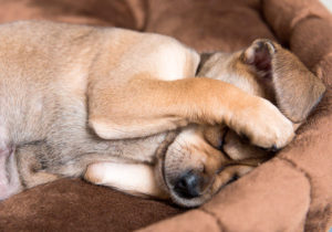 Meu cachorro têm medo do barulho de fogos de artifício Alguns animais precisam de medicação para aliviar o pânico aos fogos de artifício.