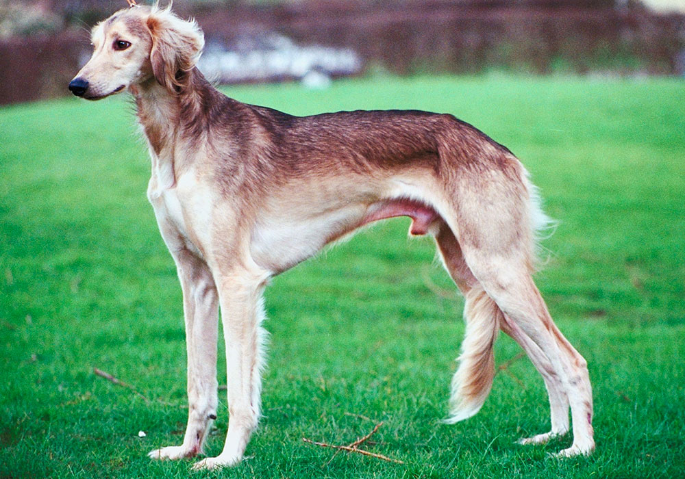 Perfil da Raça do Cão Saluki A Raça Mais Antiga do Mundo A raça mais antiga do mundo é um animal de estimação ativo e carinhoso.