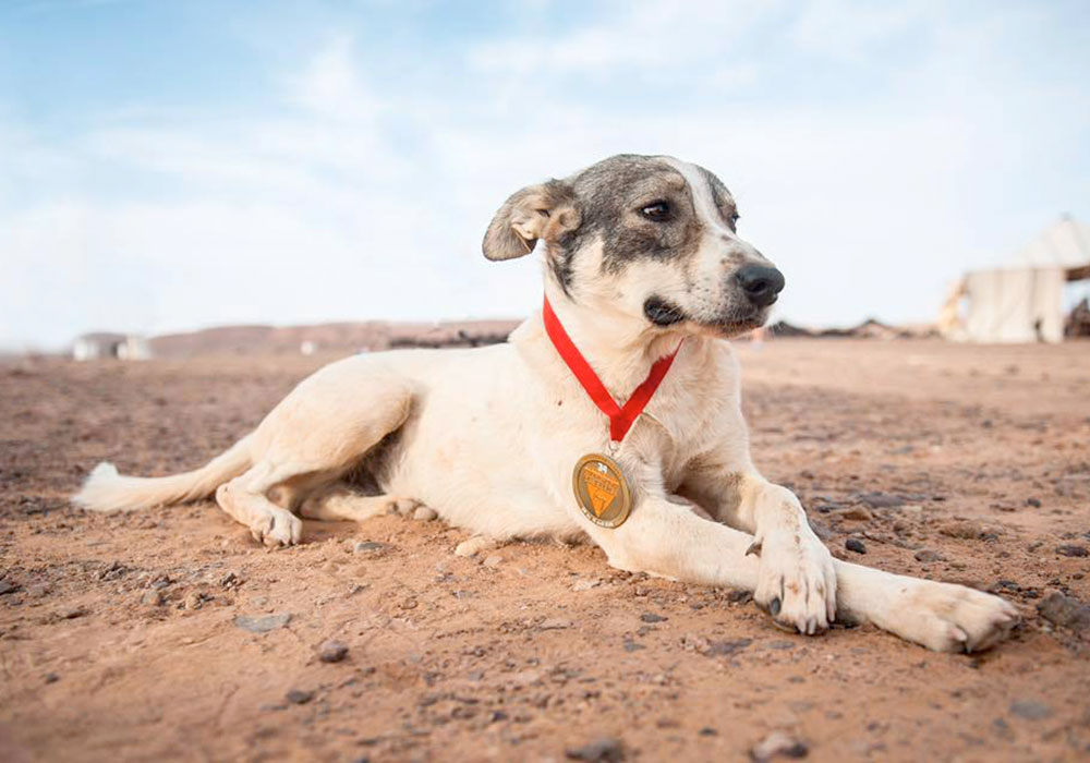 Cactus primeiro cão a completar uma das mais difíceis maratonas do mundo O animal conseguiu atingir o objetivo da Marathon des Sables.