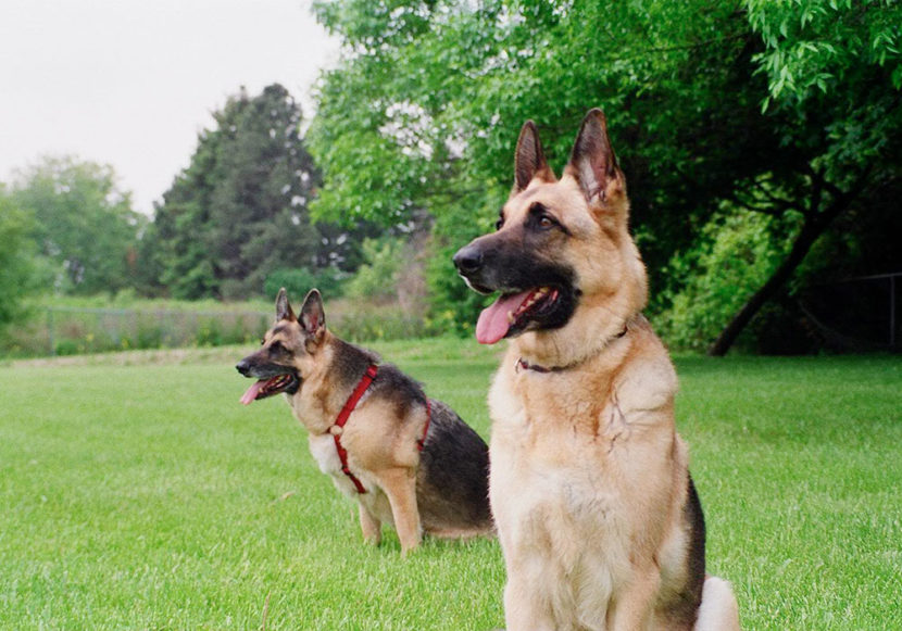 Como escolher um cão de guarda Conheça uma lista de critérios e raças para levar em consideração.