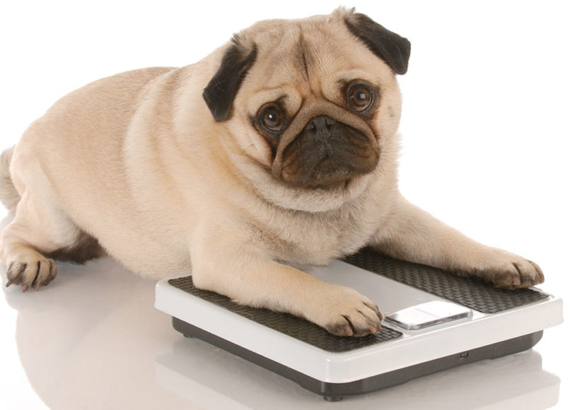 Estudo mostra que cães obesos vivem menos, cerca de 2 anos a menos que os saudáveis. A obesidade, agora reconhecida como doença não apenas em humanos.