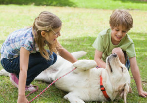 Combater a Depressão com Cães, a conexão entre cães e o bem-estar mental é amplamente explorada e esses animais são aliados valiosos na luta contra a depressão.