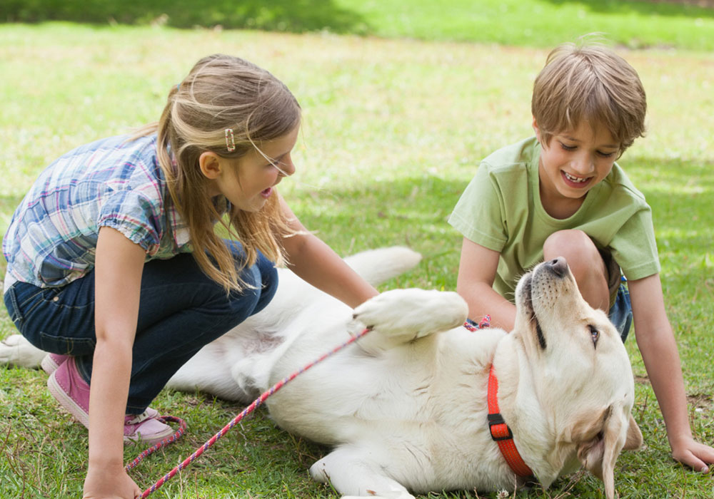Combater a Depressão com Cães, a conexão entre cães e o bem-estar mental é amplamente explorada e esses animais são aliados valiosos na luta contra a depressão.