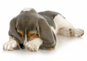 Cães se comunicam com os tutores através dos sinais corporais. Os cães são verdadeiros artistas quando se trata de se comunicar, mesmo que não seja verbalmente.