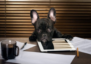 Pets no local de trabalho? 5 dicas uma experiência seja incrível! De acordo com um estudo feito com 700 profissionais de todo o território nacional.