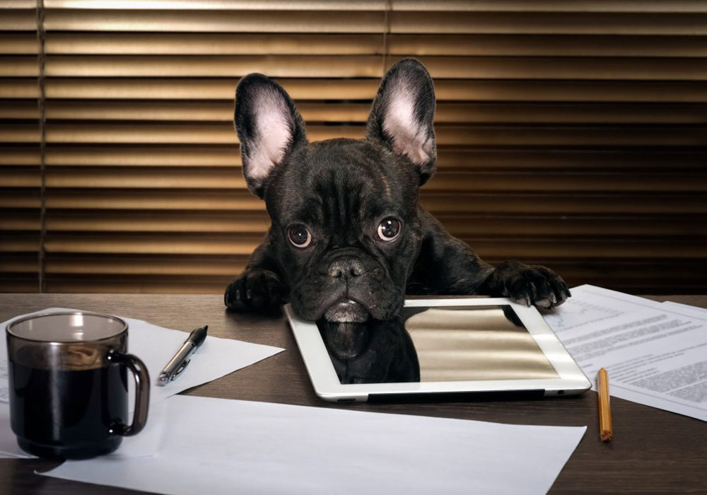 Pets no local de trabalho? 5 dicas uma experiência seja incrível! De acordo com um estudo feito com 700 profissionais de todo o território nacional.