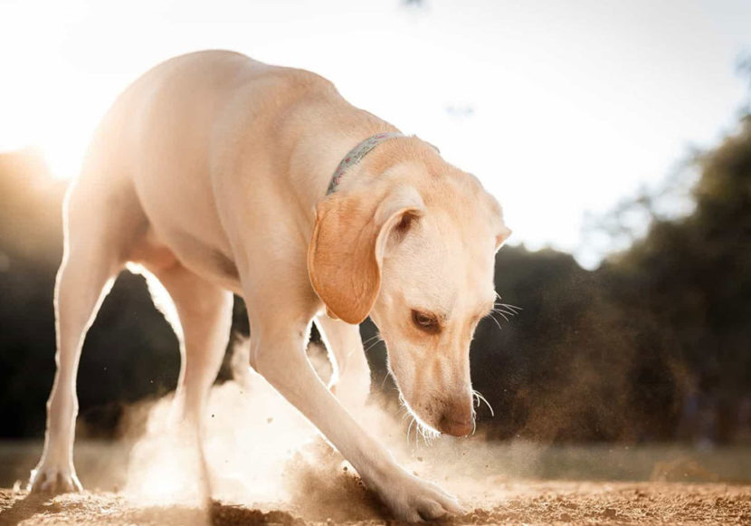 Cães também têm medos e fobias. Assim como nós, os animais também enfrentam medos e fobias, as razões podem ser tão diversas quanto suas personalidades.
