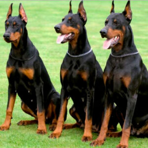 Locação de Cão de Guarda - Nosso compromisso é proporcionar segurança, tranquilidade e uma parceria eficaz para proteger seu estabelecimento.