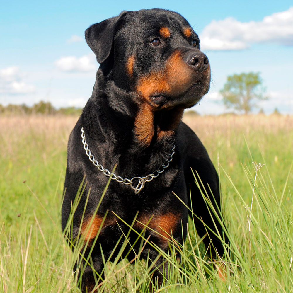Locação de Cão de Guarda - Nosso compromisso é proporcionar segurança, tranquilidade e uma parceria eficaz para proteger seu estabelecimento.