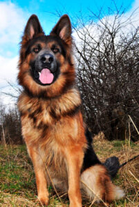 Locação de Cão de Guarda - Nosso compromisso é proporcionar segurança, tranquilidade e uma parceria eficaz para proteger seu estabelecimento.