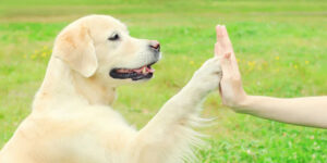 10 Dicas para Ensinar Comandos Básicos ao Seu Cão em Casa