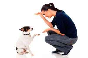 10 Dicas para Ensinar Comandos Básicos ao Seu Cão em Casa 10 Dicas para Ensinar Comandos Básicos ao Seu Cão em Casa