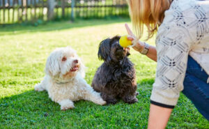 10 Dicas para Ensinar Comandos Básicos ao Seu Cão em Casa