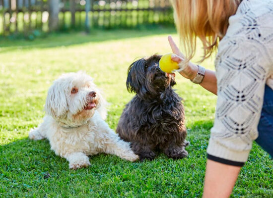 10 Dicas para Ensinar Comandos Básicos ao Seu Cão em Casa