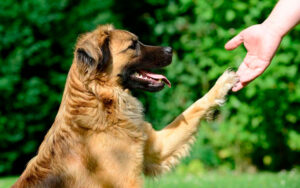 Desvende os Mistérios do Comportamento Canino