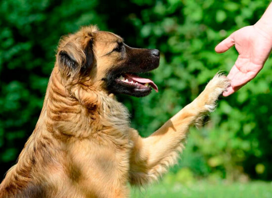 Desvende os Mistérios do Comportamento Canino