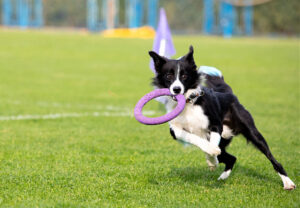 Estimule o Potencial do Seu Cão com Nosso Adestramento Personalizado