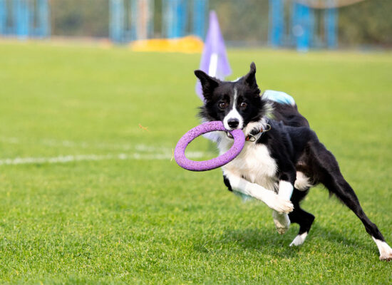 Estimule o Potencial do Seu Cão com Nosso Adestramento Personalizado