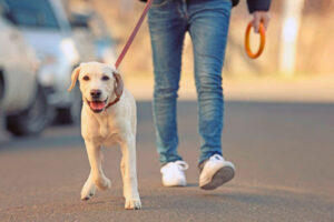 Melhore a Qualidade de Vida para Você e Seu Cão